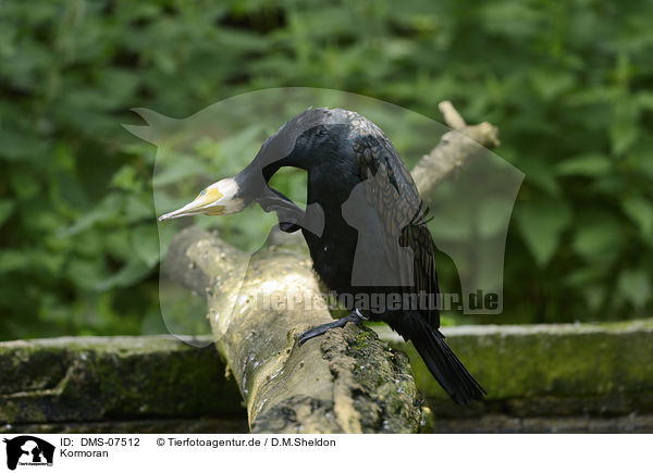 Kormoran / DMS-07512