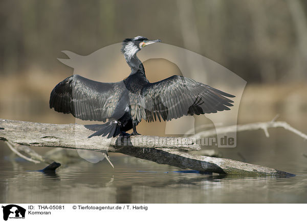 Kormoran / THA-05081