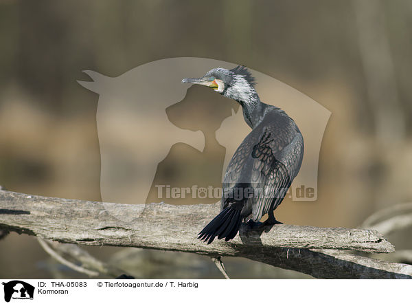 Kormoran / THA-05083