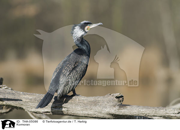 Kormoran / THA-05086