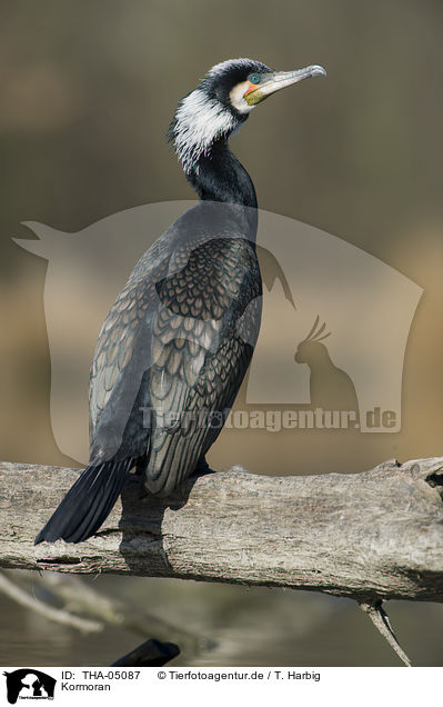 Kormoran / THA-05087