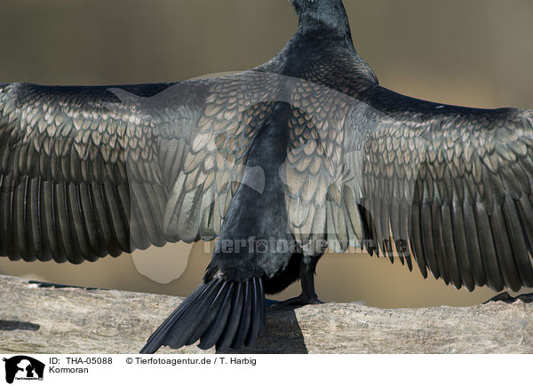 Kormoran / THA-05088