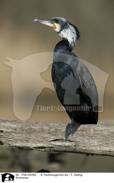 Kormoran / THA-05092