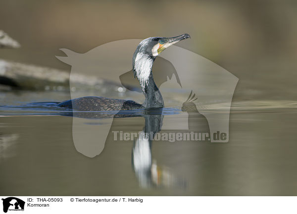 Kormoran / THA-05093