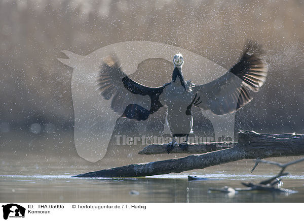 Kormoran / THA-05095