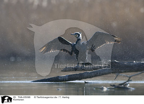 Kormoran / THA-05096