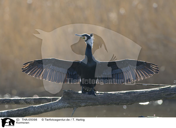 Kormoran / cormorant / THA-05098