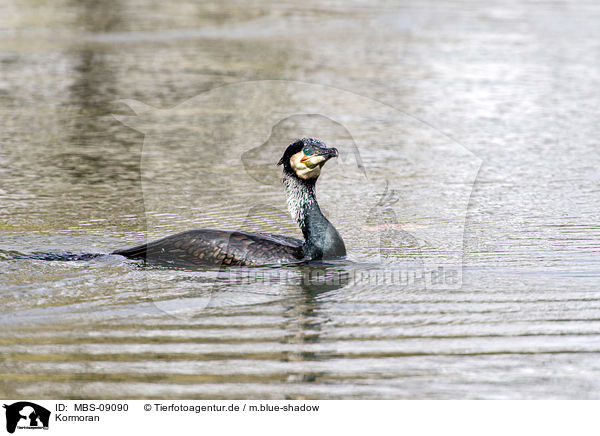 Kormoran / MBS-09090