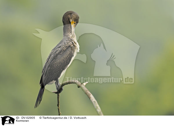Kormoran / DV-02905