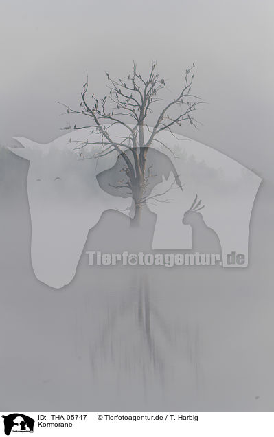 Kormorane / THA-05747