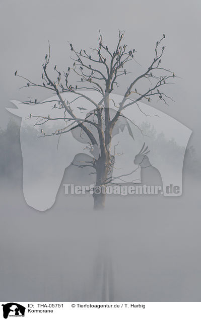 Kormorane / THA-05751