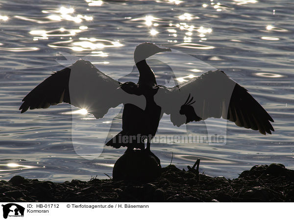 Kormoran / cormorant / HB-01712