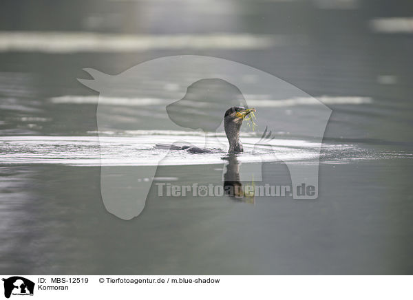 Kormoran / MBS-12519