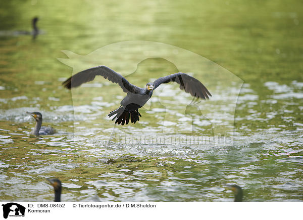 Kormoran / DMS-08452