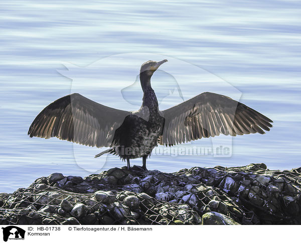 Kormoran / cormorant / HB-01738