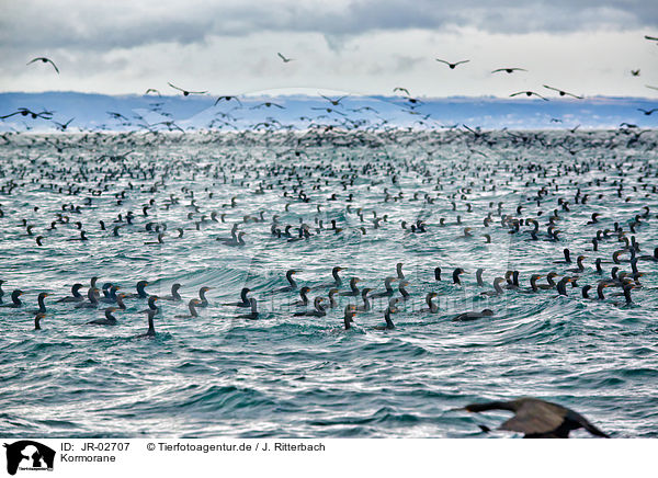 Kormorane / cormorants / JR-02707