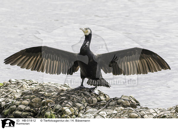 Kormoran / cormorant / HB-01812