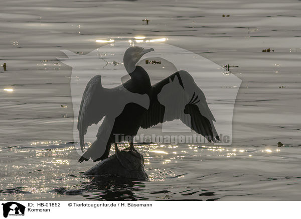 Kormoran / HB-01852