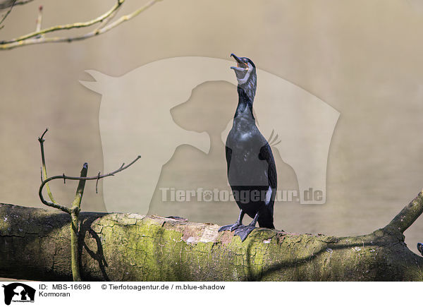 Kormoran / MBS-16696