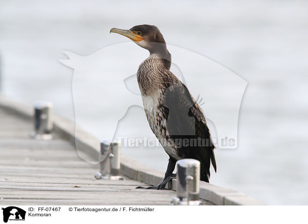 Kormoran / FF-07467