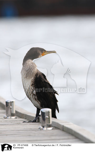 Kormoran / FF-07468