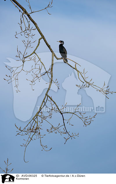 Kormoran / cormorant / AVD-06325