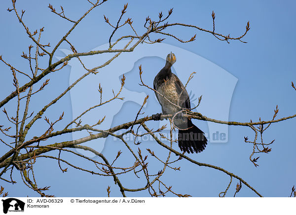 Kormoran / AVD-06329