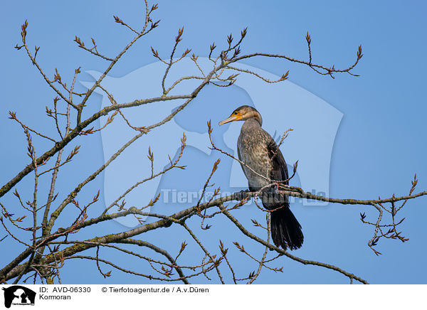 Kormoran / AVD-06330