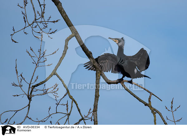 Kormoran / cormorant / AVD-06334