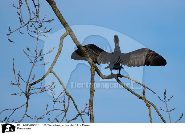 Kormoran / AVD-06335
