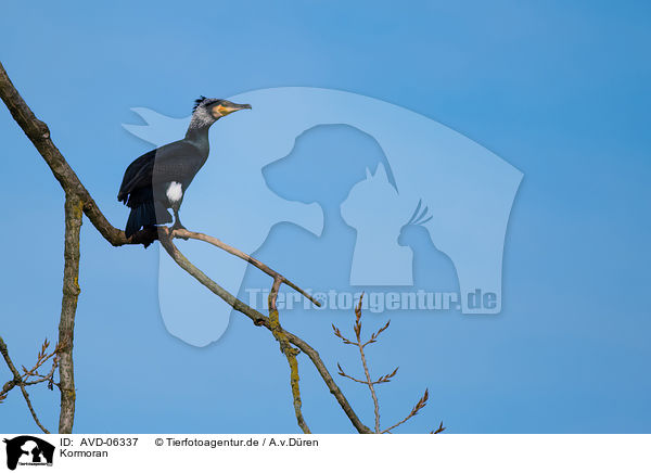 Kormoran / AVD-06337