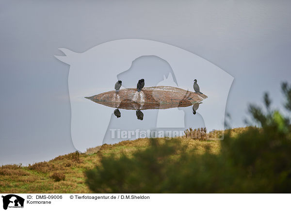 Kormorane / DMS-09006