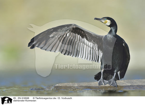 stehender Kormoran / standing Cormorant / DV-03686