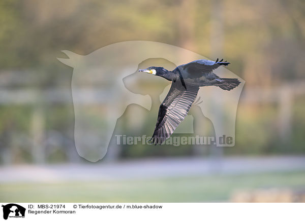 fliegender Kormoran / MBS-21974