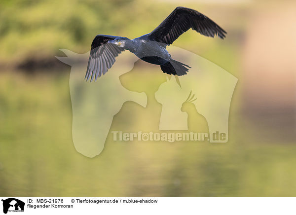 fliegender Kormoran / MBS-21976