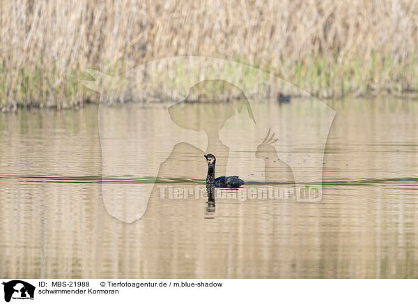 schwimmender Kormoran / MBS-21988