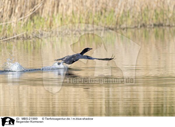 fliegender Kormoran / MBS-21989