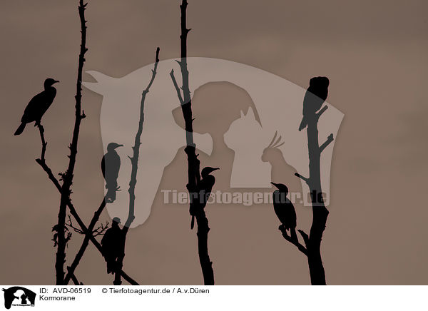 Kormorane / cormorants / AVD-06519