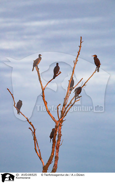 Kormorane / cormorants / AVD-06525