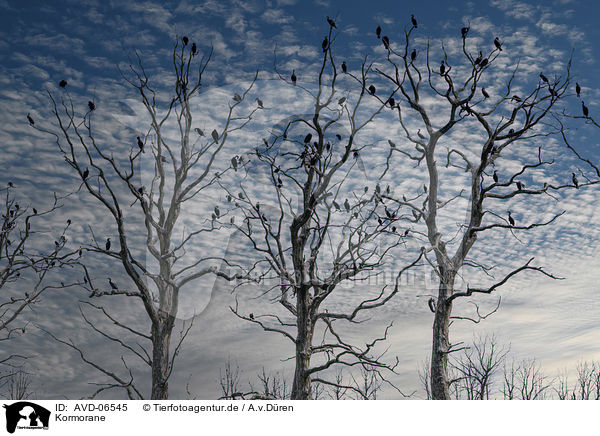 Kormorane / cormorants / AVD-06545