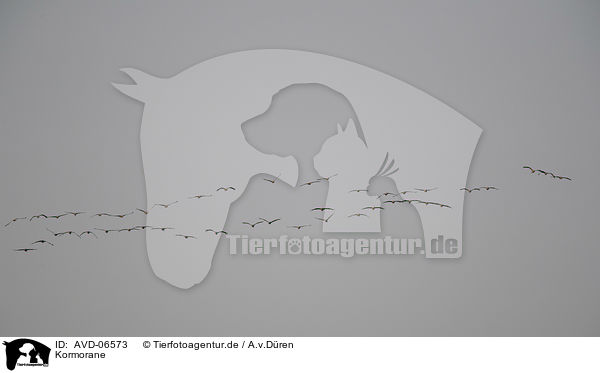 Kormorane / cormorants / AVD-06573