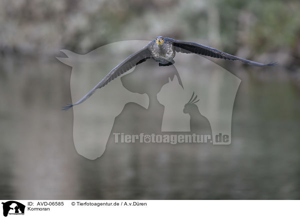 Kormoran / AVD-06585