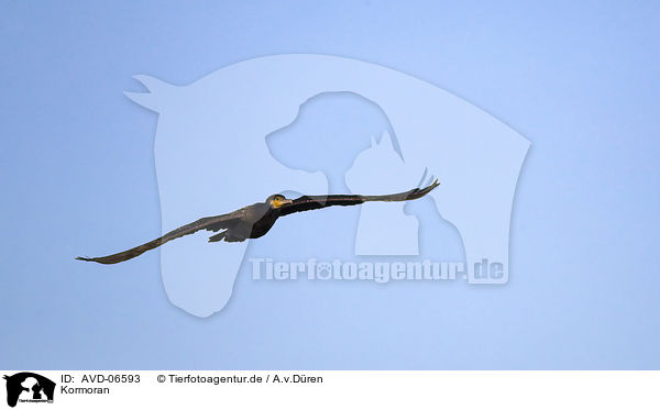 Kormoran / cormorant / AVD-06593