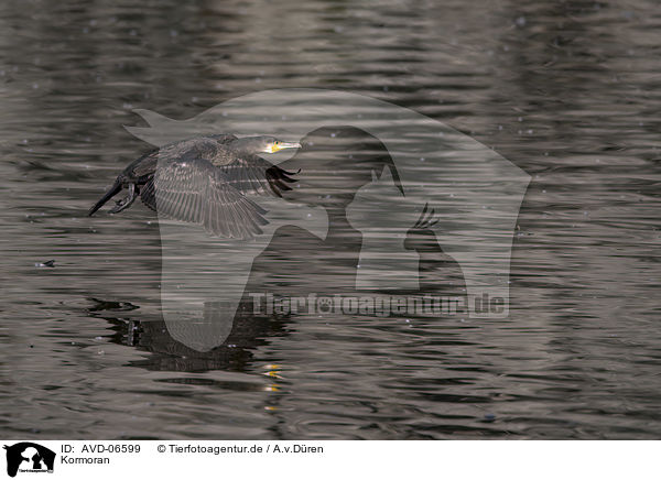 Kormoran / cormorant / AVD-06599