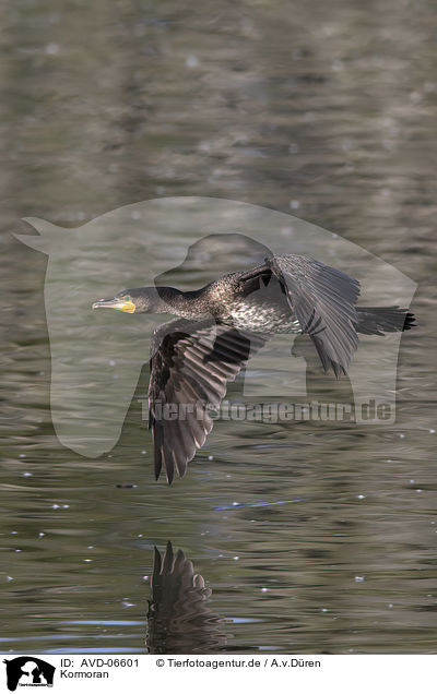 Kormoran / AVD-06601