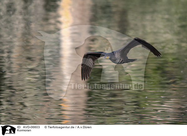 Kormoran / AVD-06603