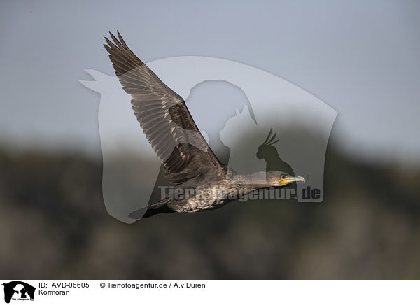 Kormoran / AVD-06605
