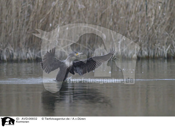 Kormoran / cormorant / AVD-06832