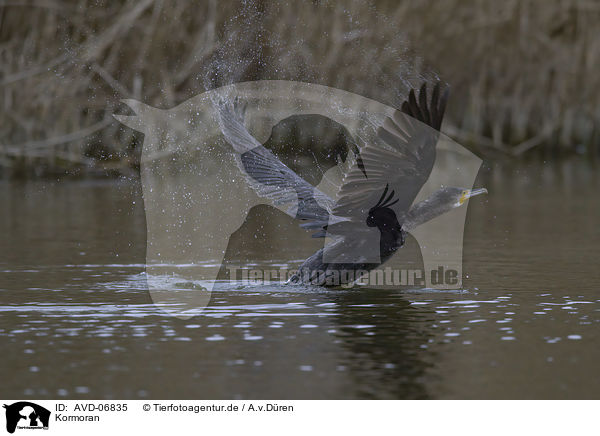 Kormoran / cormorant / AVD-06835