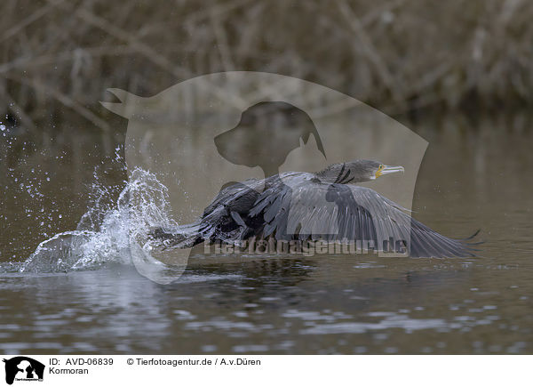Kormoran / AVD-06839